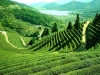 darjeeling_tea_hills